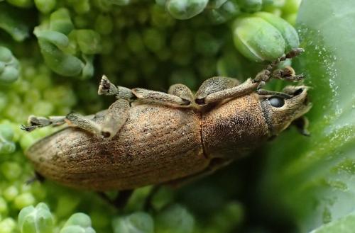 Réf. 222 257 : Tanymecus palliatus